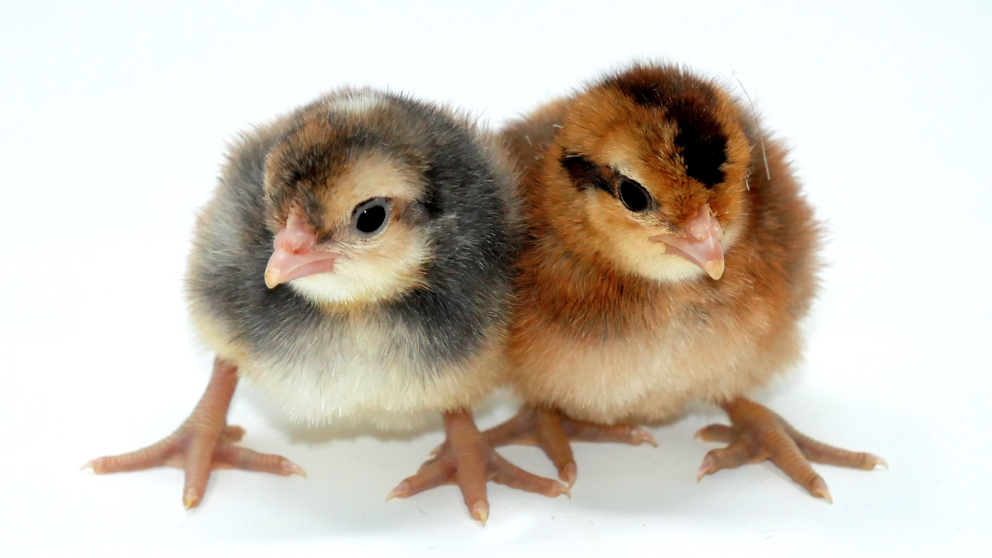 Hatching Egg Service (€2 per egg in the incubator)
