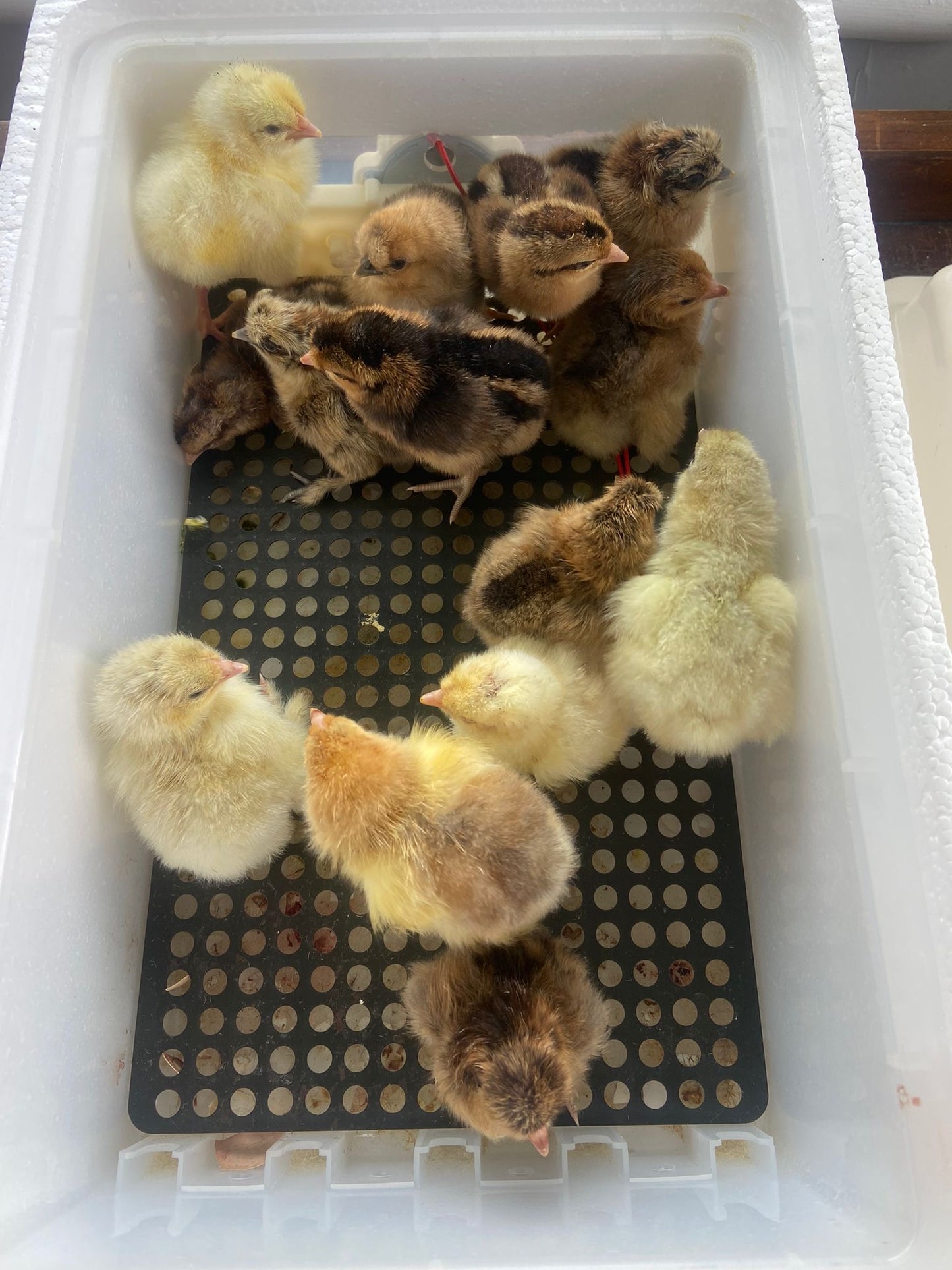 Hatching Egg Service (€2 per egg in the incubator)