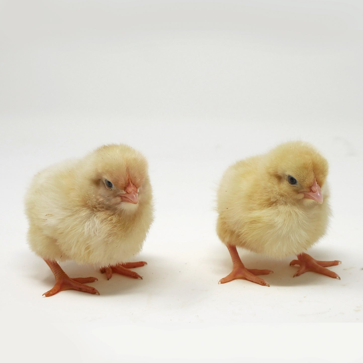 Hatching Egg Service (€2 per egg in the incubator)