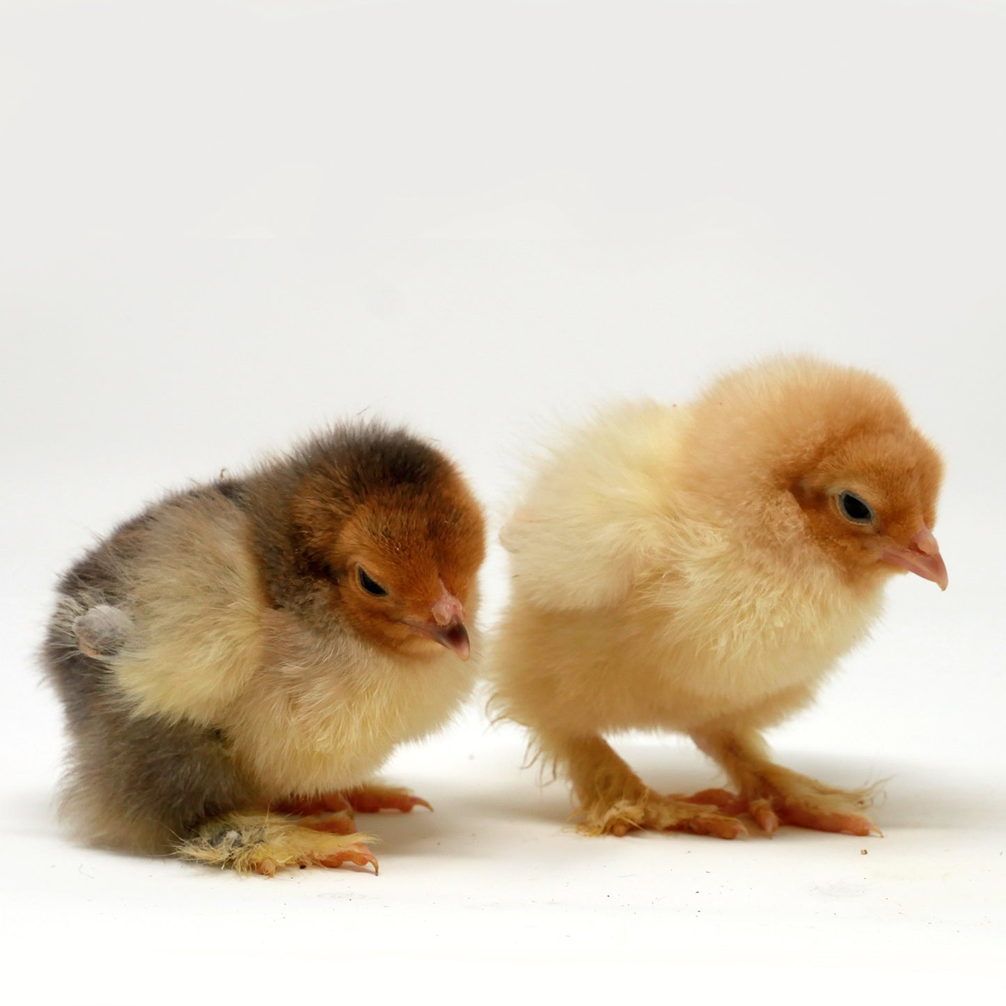 Hatching Egg Service (€2 per egg in the incubator)