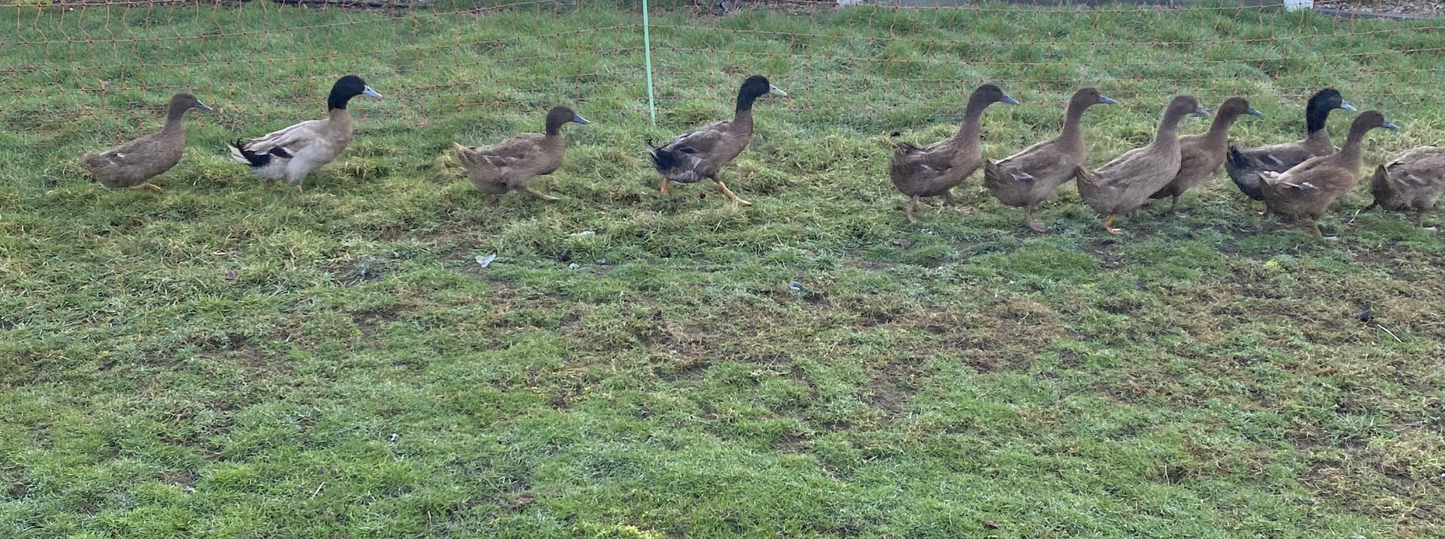 Khaki Campbell Hatching Eggs, 12 Eggs