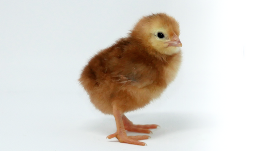 Chick Starter Pack with 6 Chicks