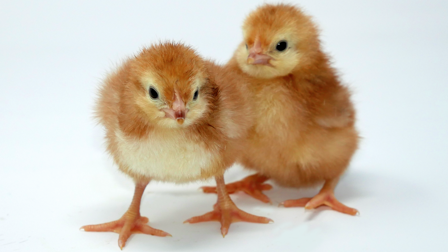 Hatching Egg Service (€2 per egg in the incubator)