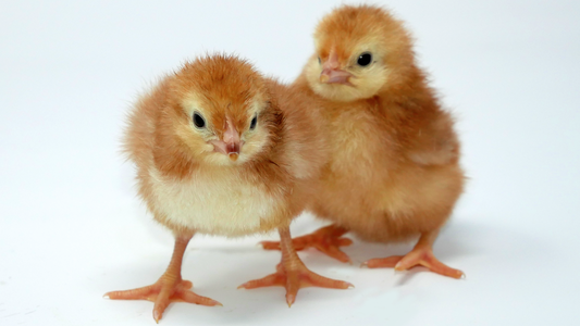 Pure Breed Chicks, Day Olds