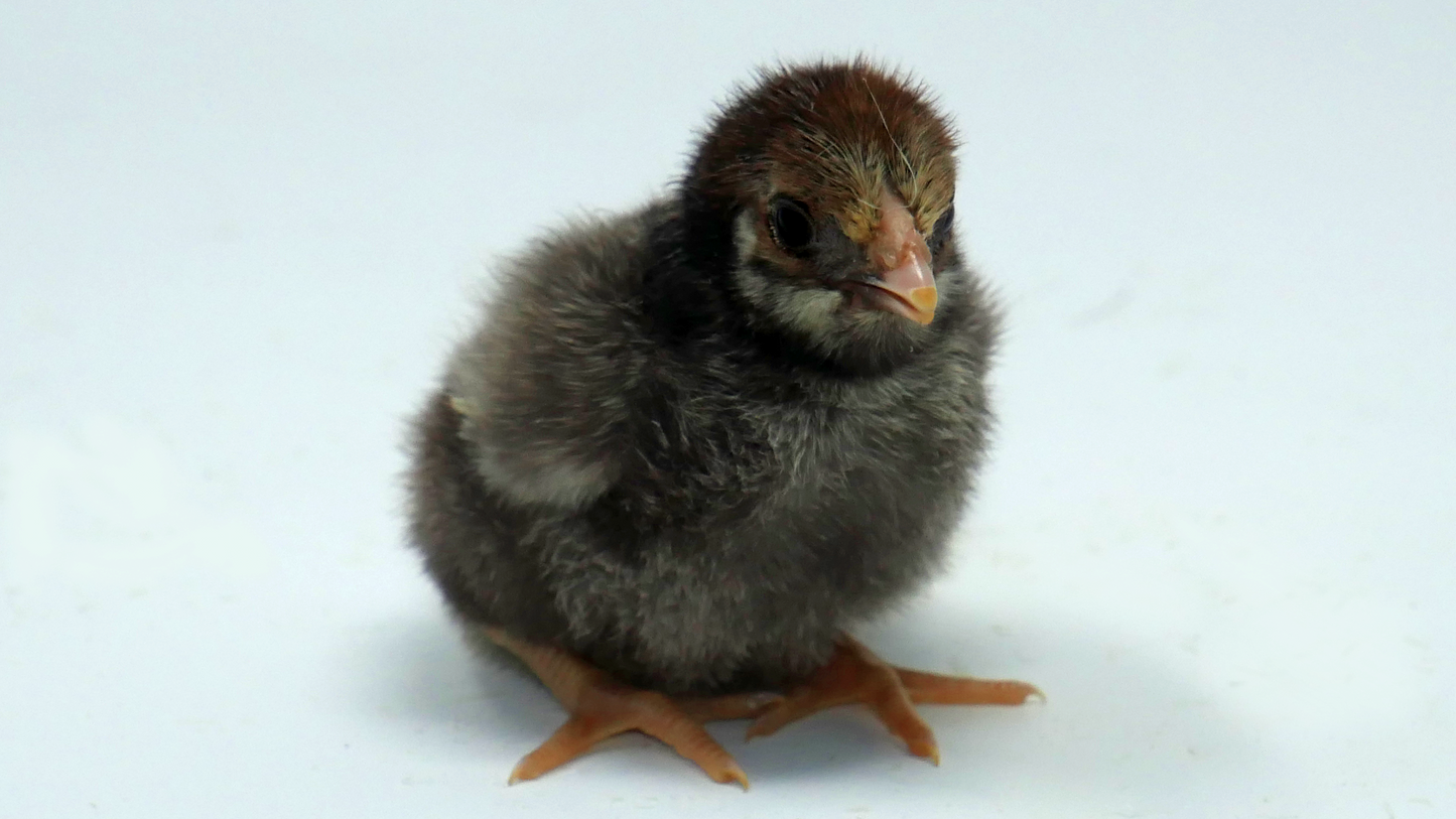 Pure Breed Chicks, Day Olds