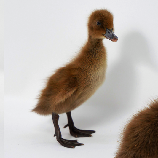 Khaki Campbell Hatching Eggs, 12 Eggs