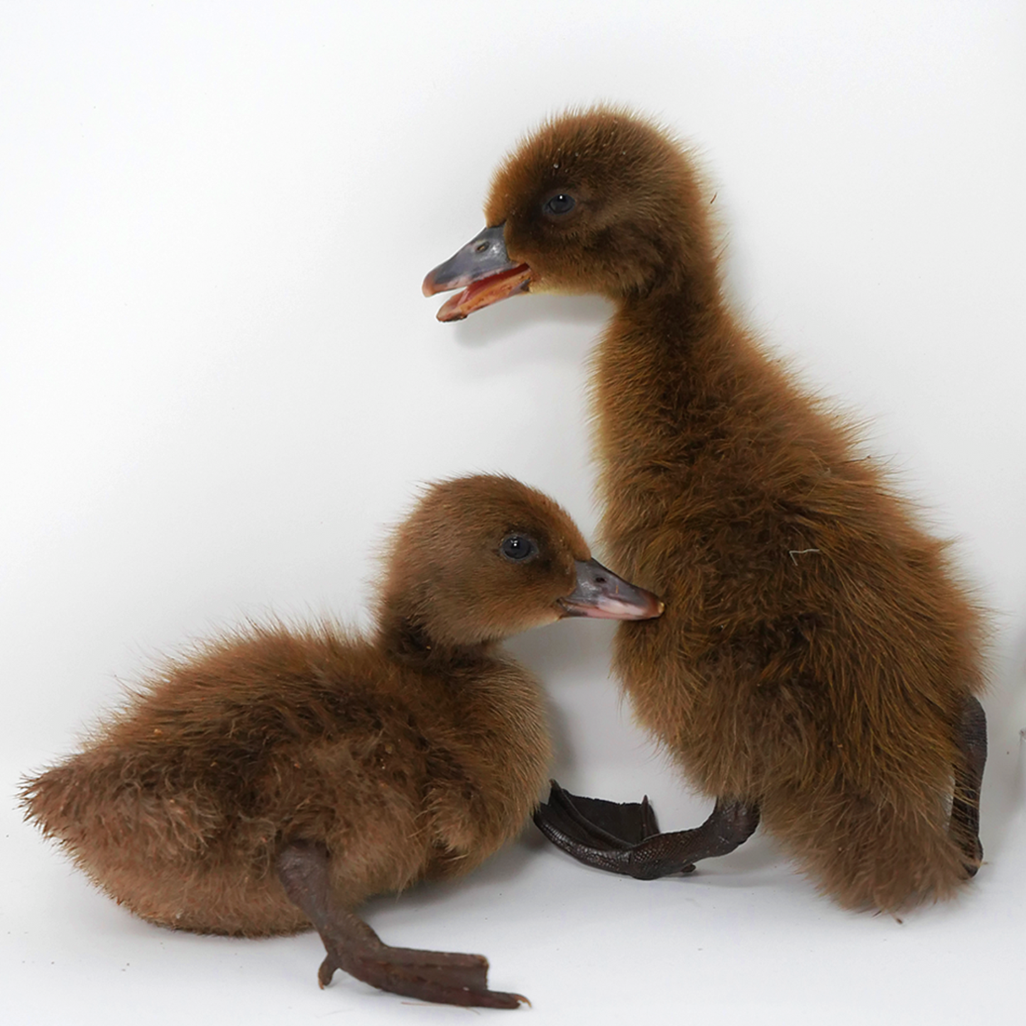 Khaki Campbell Hatching Eggs, 12 Eggs