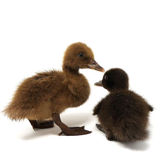 Duckling Starter Pack with 6 Ducklings