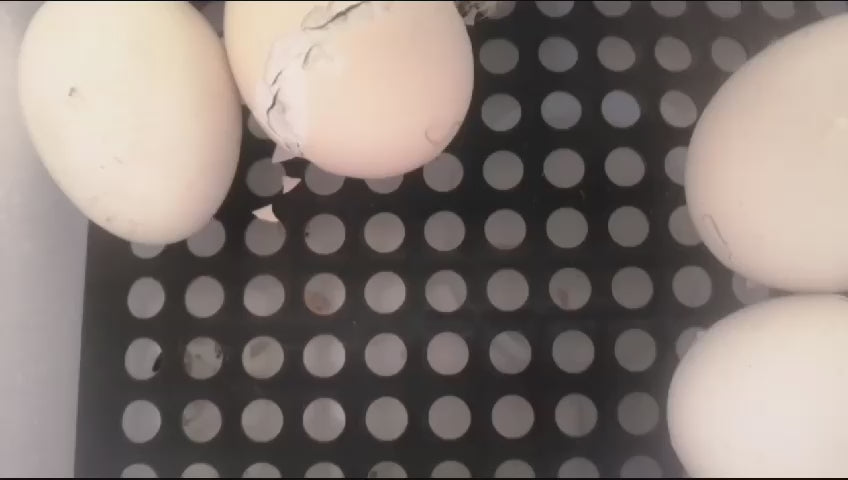 Load video: 
